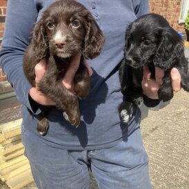 Cocker Spaniel (Working &amp; Show) - Both