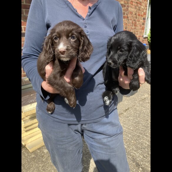 Cocker Spaniel (Working &amp; Show) - Both