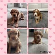 Cocker Spaniel (Working &amp; Show) - Both