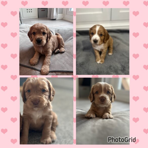 Cocker Spaniel (Working &amp; Show) - Both