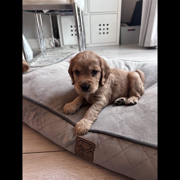 Cocker Spaniel (Working &amp; Show) - Both