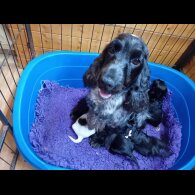 Cocker Spaniel (Working &amp; Show) - Both