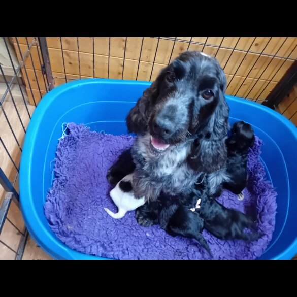 Cocker Spaniel (Working &amp; Show) - Both