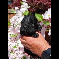 Cocker Spaniel (Working &amp; Show) - Both