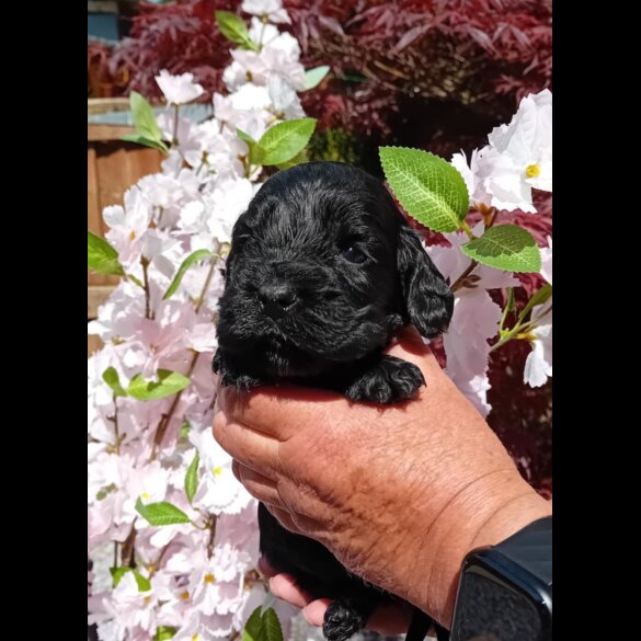 Cocker Spaniel (Working &amp; Show) - Both