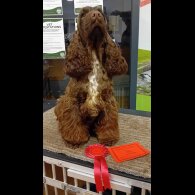 Cocker Spaniel (Working &amp; Show) - Both