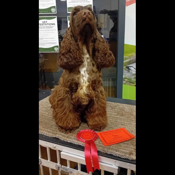 Cocker Spaniel (Working &amp; Show) - Both