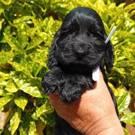 Cocker Spaniel (Working &amp; Show) - Both