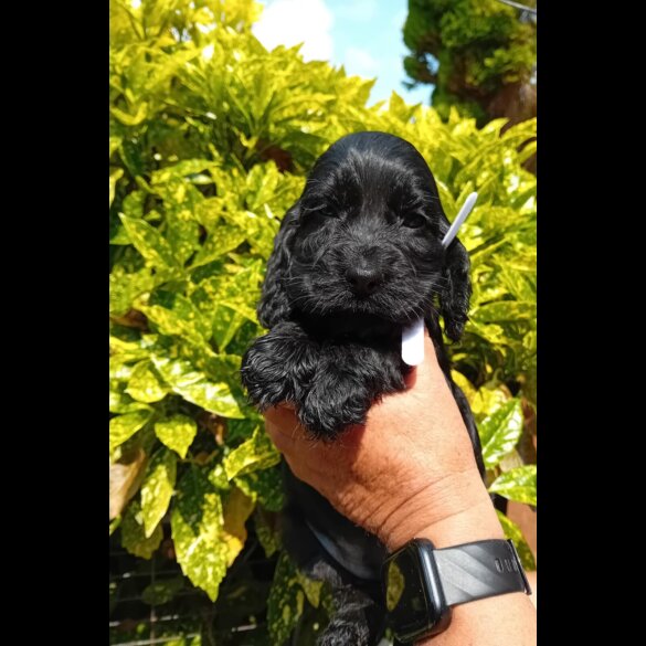 Cocker Spaniel (Working &amp; Show) - Both