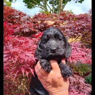 Cocker Spaniel (Working &amp; Show) - Both