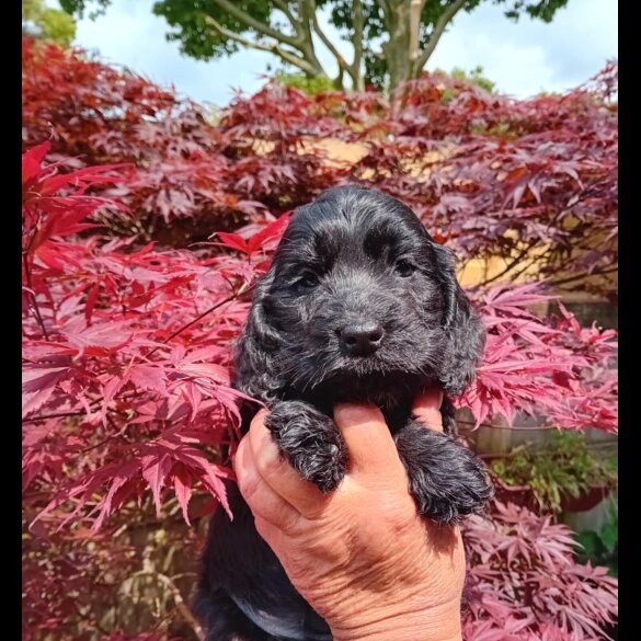 Cocker Spaniel (Working &amp; Show) - Both