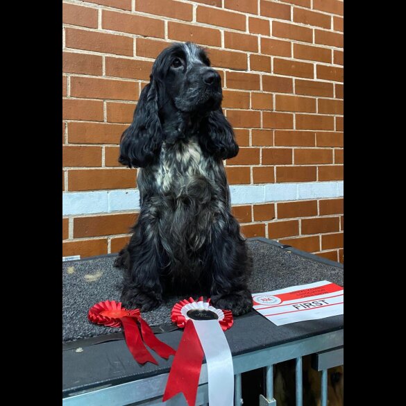 Cocker Spaniel (Working &amp; Show) - Both