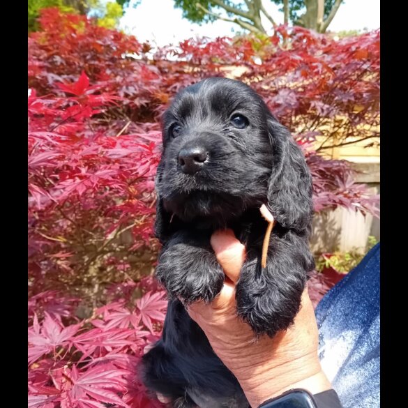 Cocker Spaniel (Working &amp; Show) - Both