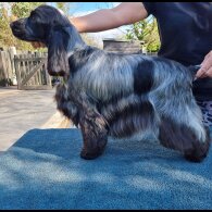 Cocker Spaniel (Working &amp; Show) - Both