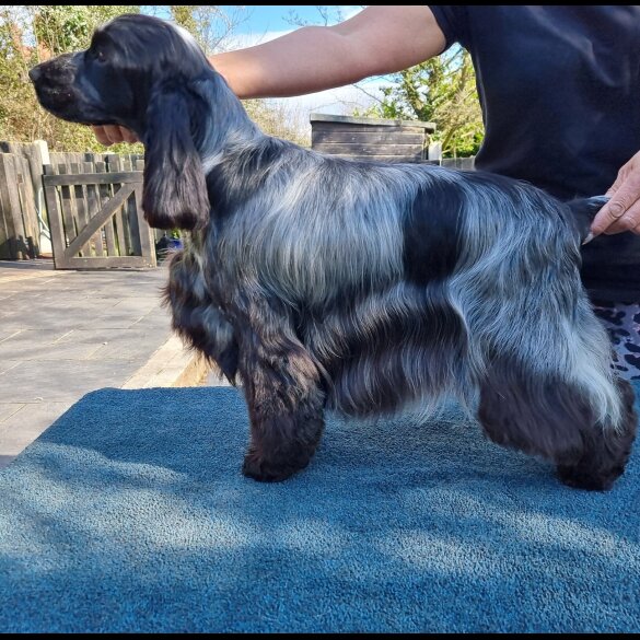 Cocker Spaniel (Working &amp; Show) - Both