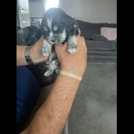 Cocker Spaniel (Working &amp; Show) - Both