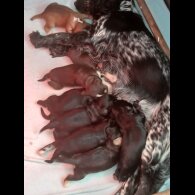 Cocker Spaniel (Working &amp; Show) - Both