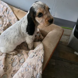 Cocker Spaniel (Working &amp; Show) - Both