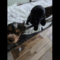 Cocker Spaniel (Working &amp; Show) - Both