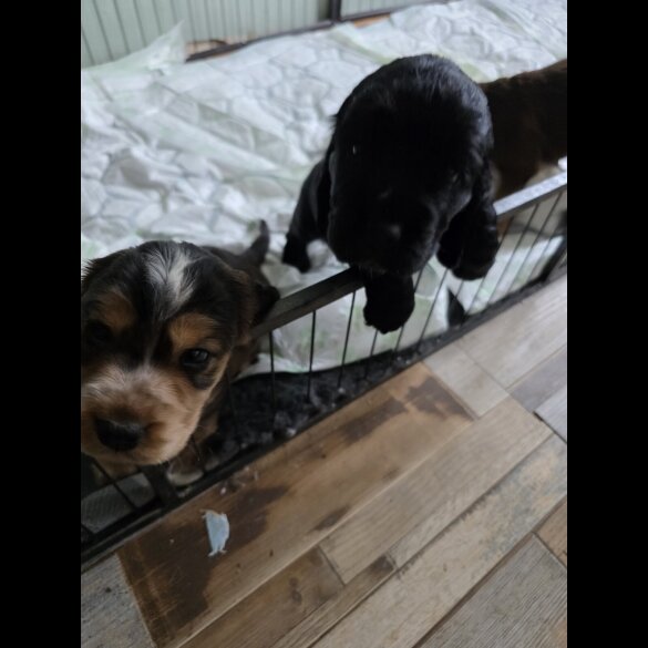 Cocker Spaniel (Working &amp; Show) - Both