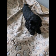 Cocker Spaniel (Working &amp; Show) - Both
