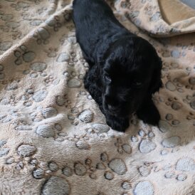 Cocker Spaniel (Working &amp; Show) - Both