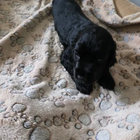 Cocker Spaniel (Working &amp; Show) - Both