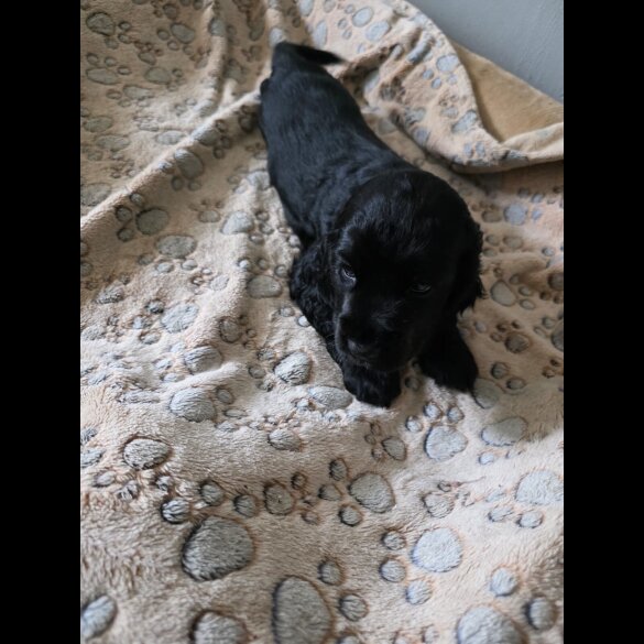 Cocker Spaniel (Working &amp; Show) - Both
