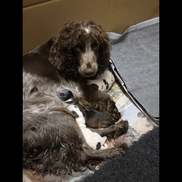 Cocker Spaniel (Working &amp; Show) - Both