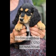 Cocker Spaniel (Working &amp; Show) - Both