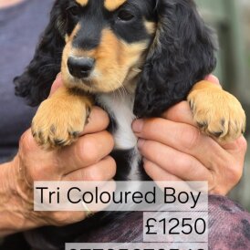 Cocker Spaniel (Working &amp; Show) - Both