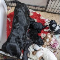 Cocker Spaniel (Working &amp; Show) - Both