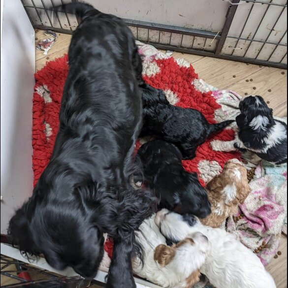 Cocker Spaniel (Working &amp; Show) - Both