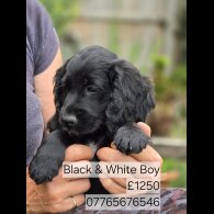 Cocker Spaniel (Working &amp; Show) - Both