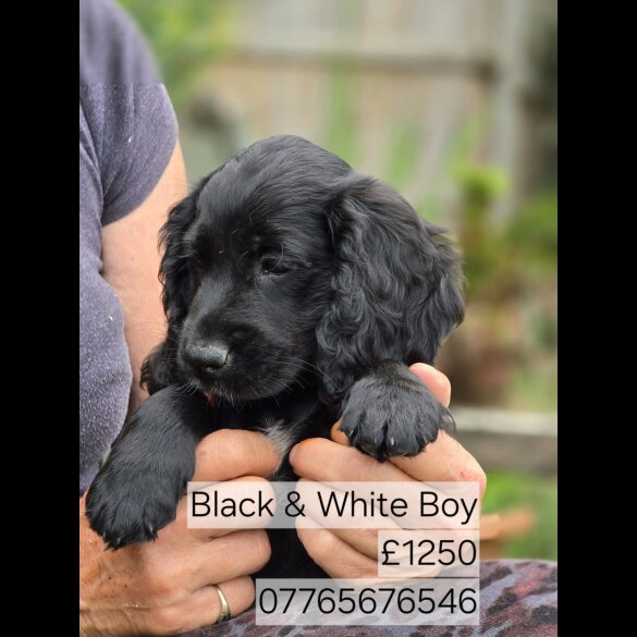 Cocker Spaniel (Working &amp; Show) - Both