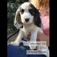 Cocker Spaniel (Working &amp; Show) - Both