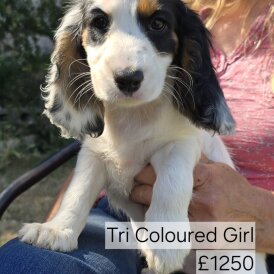 Cocker Spaniel (Working &amp; Show) - Both