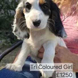 Cocker Spaniel (Working &amp; Show) - Both