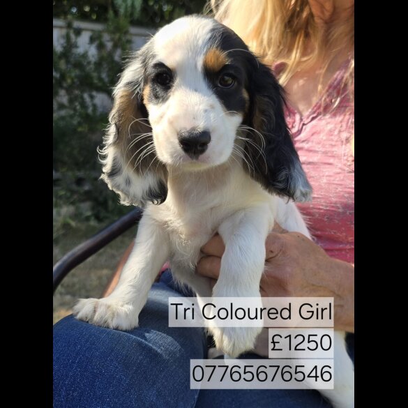 Cocker Spaniel (Working &amp; Show) - Both