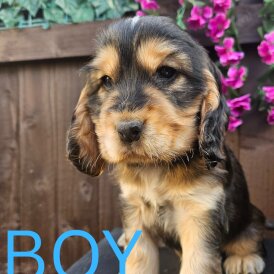 Cocker Spaniel (Working &amp; Show) - Both