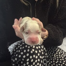 Cocker Spaniel (Working &amp; Show) - Both