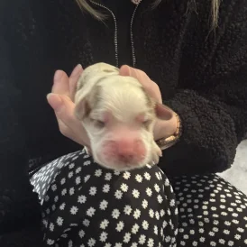 Cocker Spaniel (Working &amp; Show) - Both