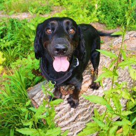 Cocker Spaniel (Working &amp; Show) - Both