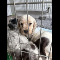 Cocker Spaniel (Working &amp; Show) - Both