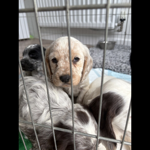 Cocker Spaniel (Working &amp; Show) - Both