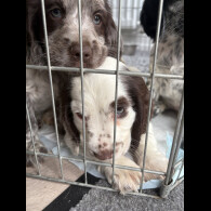 Cocker Spaniel (Working &amp; Show) - Both