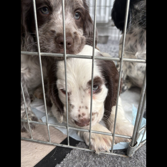 Cocker Spaniel (Working &amp; Show) - Both