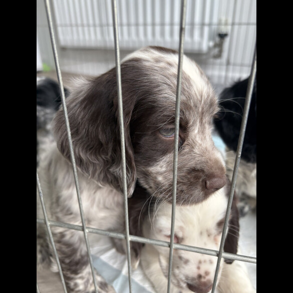 Cocker Spaniel (Working &amp; Show) - Both