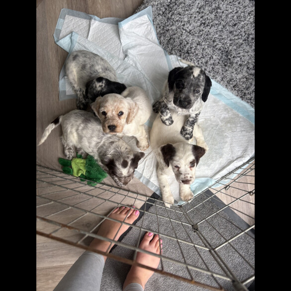 Cocker Spaniel (Working &amp; Show) - Both