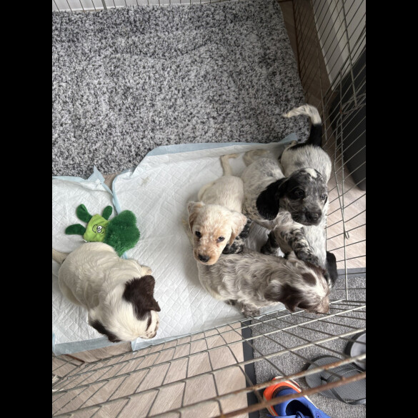 Cocker Spaniel (Working &amp; Show) - Both